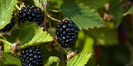 Small Fruit Pruning Workshop- Blackberry tickets