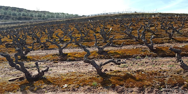 Wine Talk: The Art & Spirituality of Wine