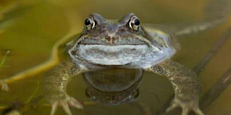 Scotland's amphibians - a talk by Professor Roger Downie tickets