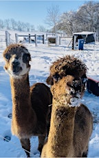 Alpaca Encounters - meet, learn, connect & walk your own alpaca friend tickets