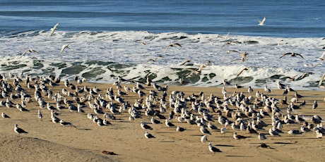 Bird Walk - Pilarcitos Creek Mouth and Coastal Beaches, Half Moon Bay, CA tickets