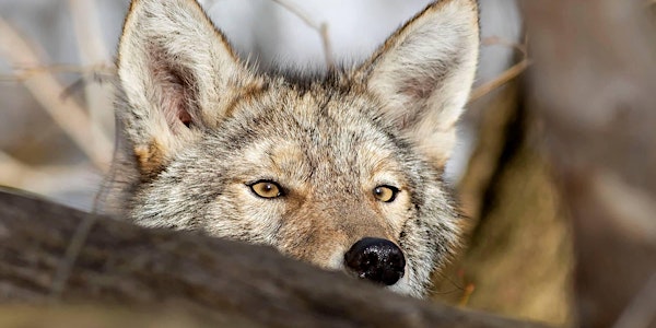 Canid Connections Speaker Series: Finding Coyote  - Dr. Shelley Alexander
