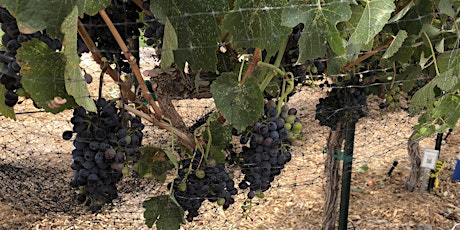 Care and Pruning of Grapes in Southern Nevada tickets