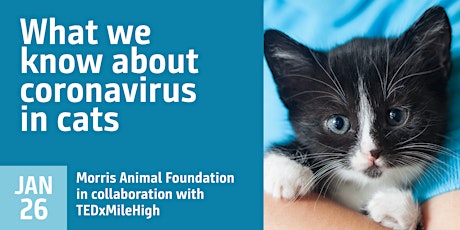 What we know about coronavirus in cats tickets