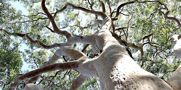 Eucalyptus Day Walk
