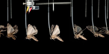 Insect and bird migration: revealing the mysteries of flight primary image