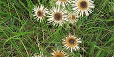 Dandelions, Daisies and Thistles tickets
