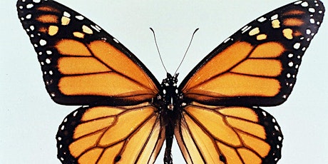 Monarch Butterfly Garden Workshop