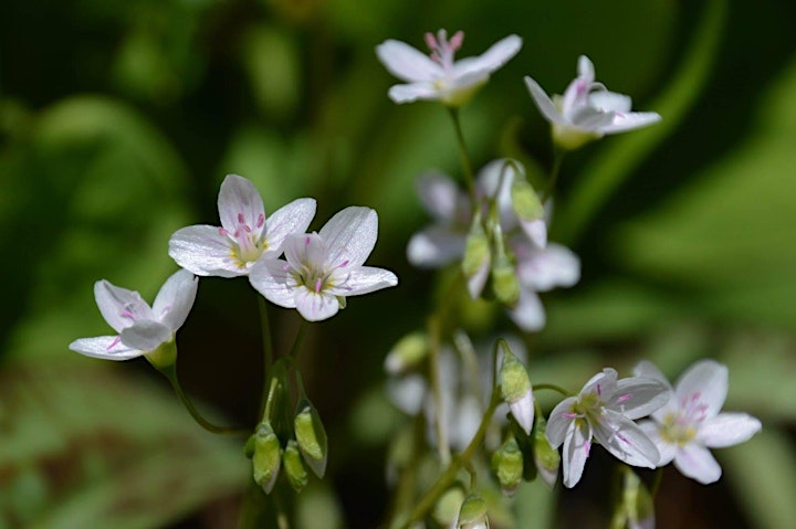 Nature Hour: Spring in Bloom - A Guide to Our Native Ephemeral Wildflowers image
