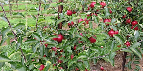 Pruning and Caring for Fruit Trees with Jim Arbury tickets