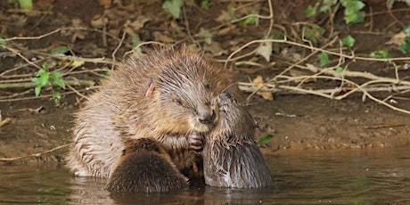 Bringing beavers back to Britain tickets