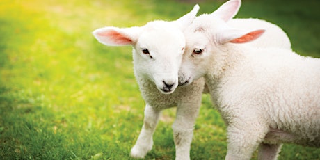 Fleecy Frolics Lambing Event - Sunday 24 April 10am-4pm tickets