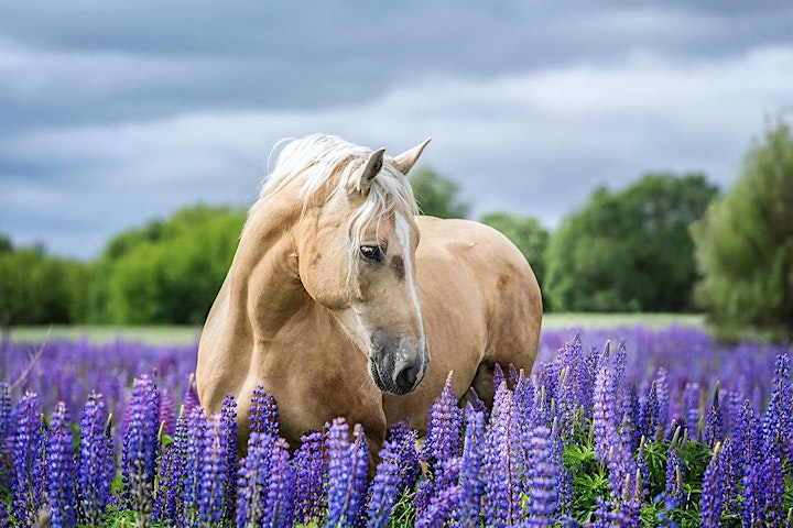 
		Darmgesundheit Pferd - In Touch Animal: Bild 
