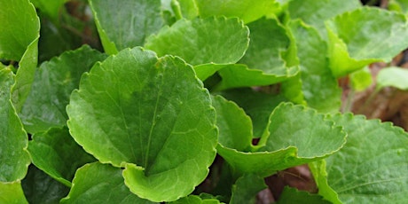 Foraging in the Spring Woods, Fields and Backyards primary image