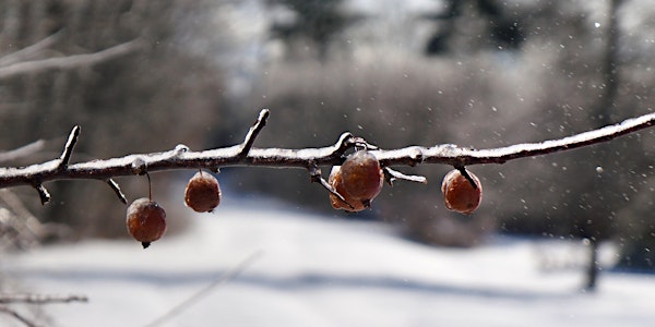 Winter Fruit Tree Pruning