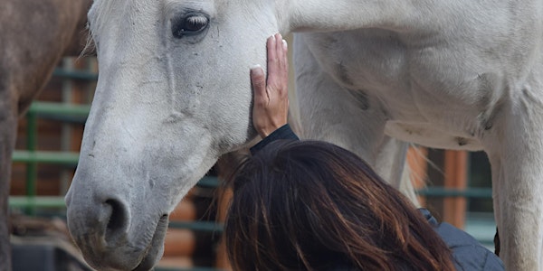Equine Vision Journey Retreat - August 2022