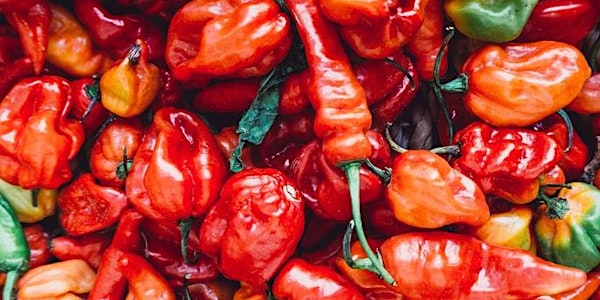 Living with Culture:  Home Fermentation and the Dark Art of Hot Saucery