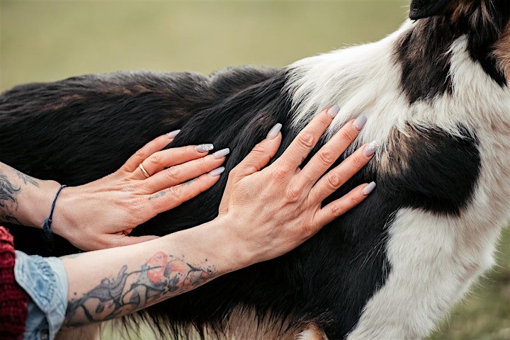 
		Animal Essential Touch Methode - Zertifizierungskurs Hunde: Bild 
