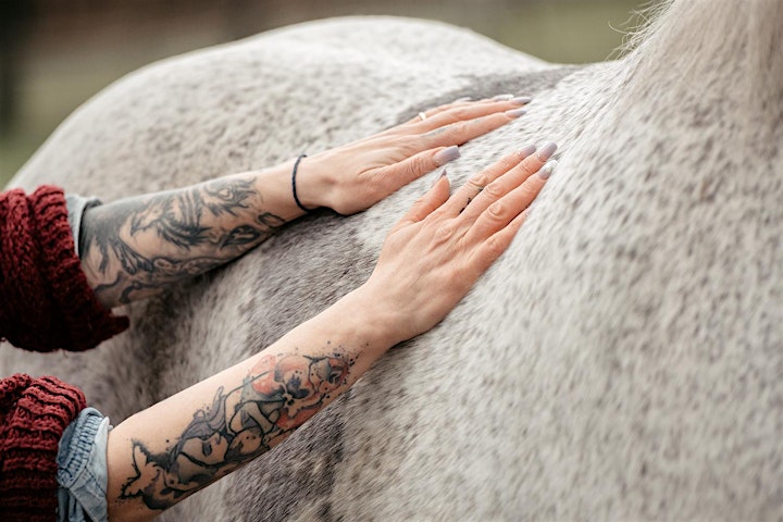 
		Animal Essential Touch Methode - Zertifizierungskurs Pferd: Bild 
