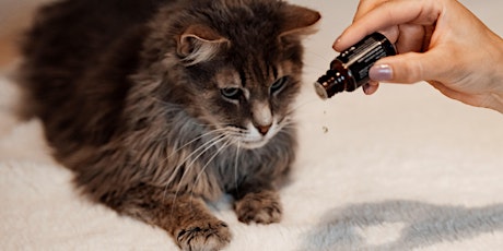 Animal Essential Touch Methode - Zertifizierungskurs Katze