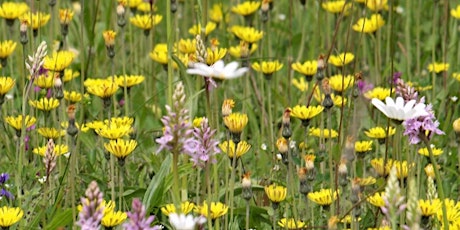 Introduction to Wild Flowers for Beginners tickets