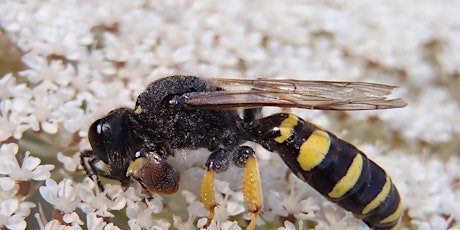 Discovering Solitary Wasps
