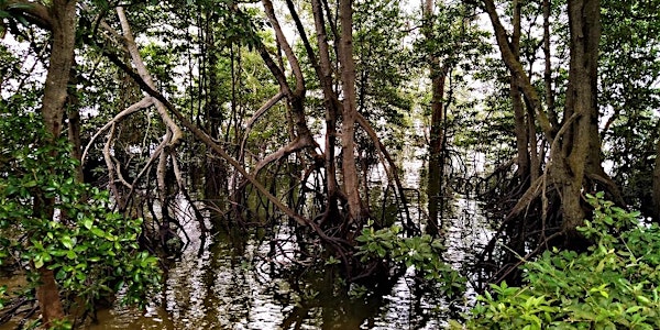 Sungei Buloh - Mangroves & More