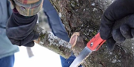 Trim Your Tree: Winter Pruning with Toby Hewton primary image