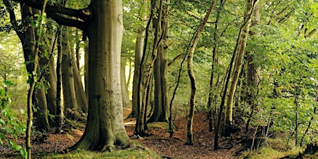 Forest Bathing+ Experience - Mindfulness in Nature at Leith Hill Apr-Jun22 tickets