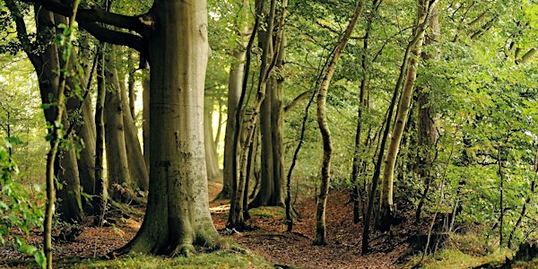 Forest Bathing+ Experience - Mindfulness in Nature at Leith Hill Apr-Jun22
