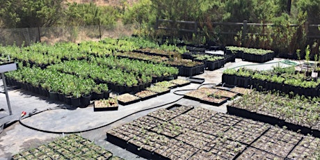 FREE PLANT FRIDAYS! - California Native Plant Nursery Volunteering tickets