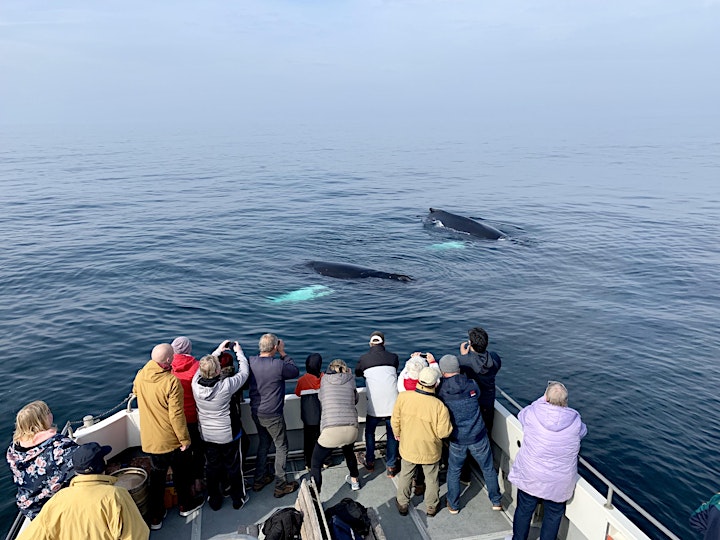 Irish Whale & Dolphin Group Weekend Whale Watching/Identification Course image