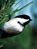 Logótipo de Audubon Society of Rhode Island