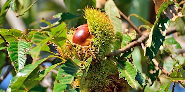 Making the Case for Nut Trees