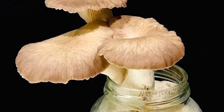 Mushroom Growing with Coffee Ground Workshop - by Urban Farmer Doris tickets