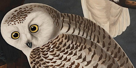 Spotlight On: Audubon's Birds of America