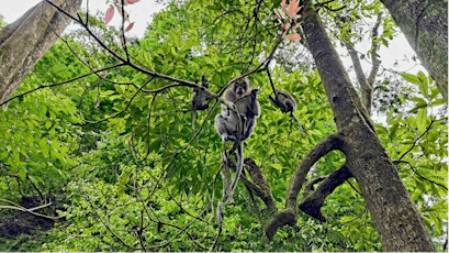 Tlogo Muncar Waterfall: The Habitat of Long Tailed Monkey tickets