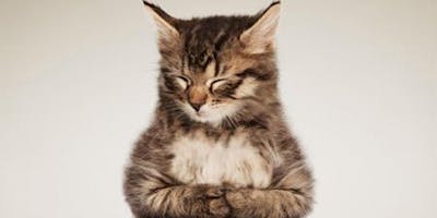 Cats On Mats Sunday Evening Yoga At The Cat Cafe San Diego Octobe