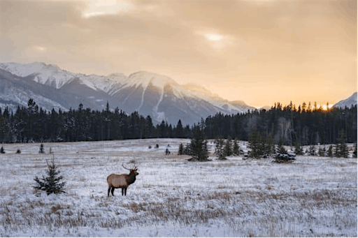 An Evening Walk in the Canadian Rockies