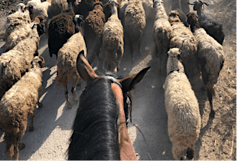 Rural Egypt On Horseback
