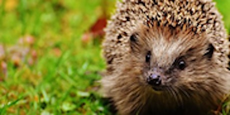 Hedgehogs - in person and via zoom for adults tickets