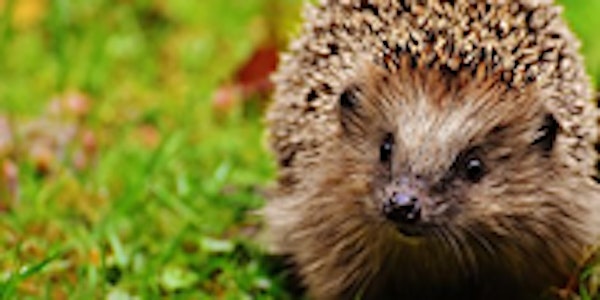 Hedgehogs Event CANCELLED