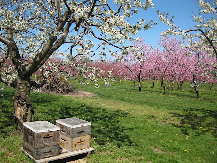 
		Beekeeping in Ontario, Canada: Pests, pollination and honey production. image
