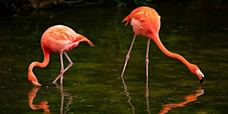 STA 2 Flamingo Pursuit tickets