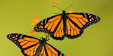 Monarch Butterfly Presentation primary image