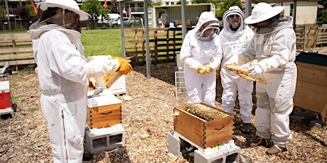 Beekeeping - Flow Hive Fun tickets