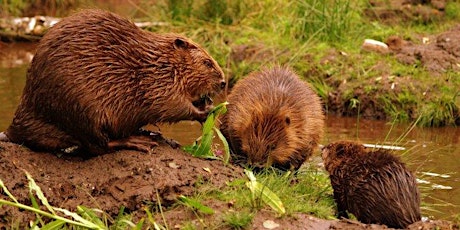 Welsh Beaver Project - Consultation Workshop tickets