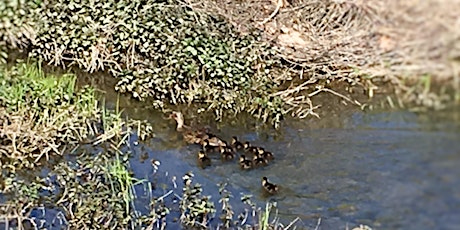 Marsh Creek Day, High School volunteer sign-up primary image