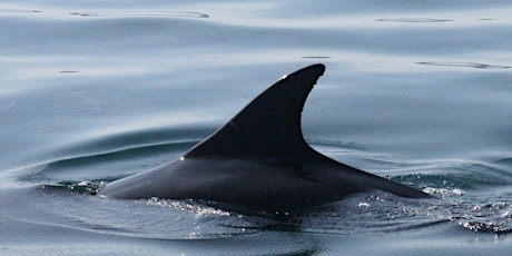 SeaScapes: Regular Cetaceans of the North East tickets