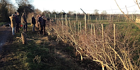 An introduction to hedge-laying primary image